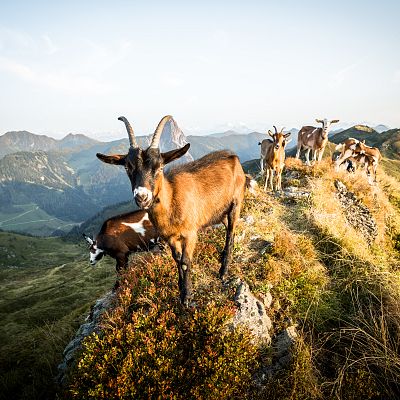 brechhorn-c-tvb-kitzbuheler-alpen-brixental-fotograf-mathaus-gartner-5-1